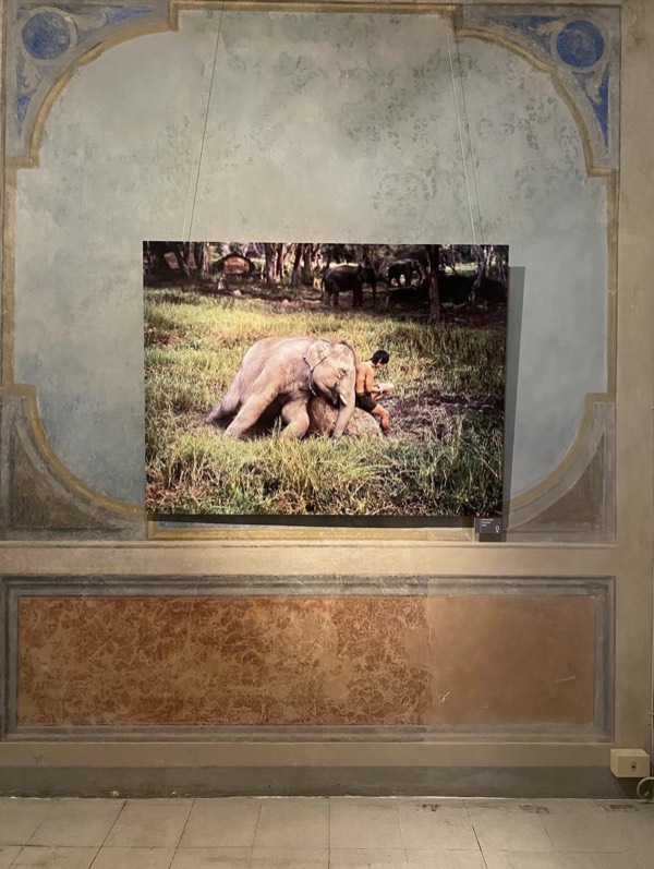 Fotografia esposta alla mostra di Steve McCurry